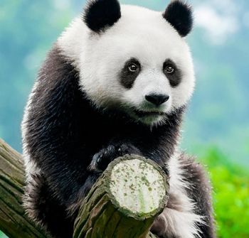 Eti Classic Herbatniki 400 g (2 x 200 g)